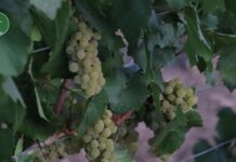 Vuelven a revisar a la baja la previsión de vendimia: será una de las más bajas del siglo