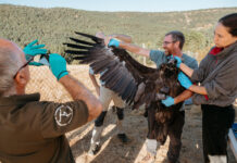 Liberados 16 nuevos buitres negros en el Alto Tajo