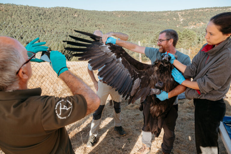 Liberados 16 nuevos buitres negros en el Alto Tajo