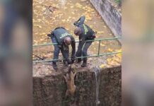 La Guardia Civil rescata un corzo en la Laguna de Uña