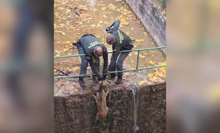 La Guardia Civil rescata un corzo en la Laguna de Uña