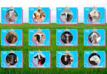 Doce ovejas de C-LM lucharán por ser la más ‘Bonica del tó’ en CMMedia