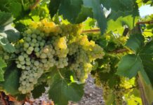 El campo pide recetas para mantener estable el precio de la uva