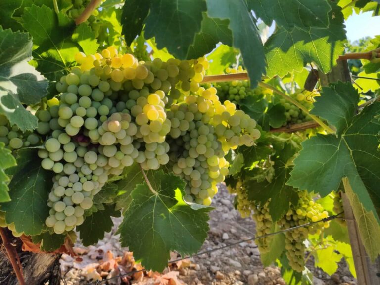 El campo pide recetas para mantener estable el precio de la uva
