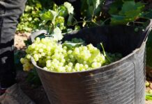 Una vendimia corta, pero con vinos que prometen destacar