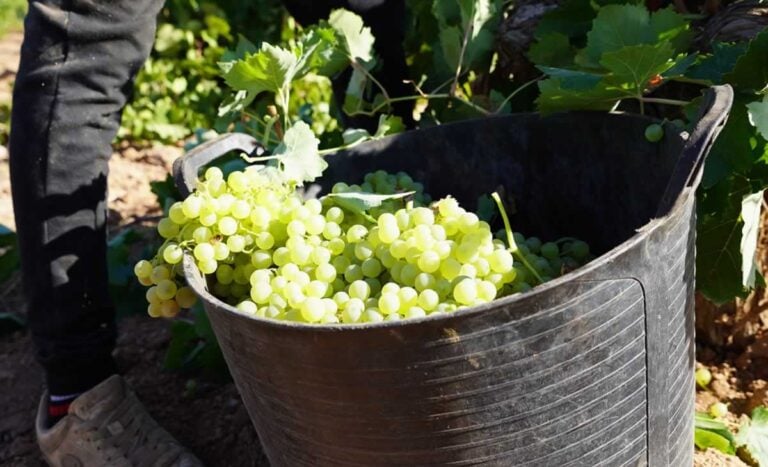 Una vendimia corta, pero con vinos que prometen destacar
