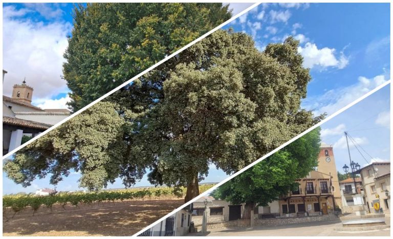 Tres árboles de Castilla-La Mancha aspiran a ser Árbol del Año 2026
