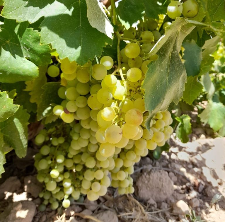 El vino blanco Ecológico Airén Pago Delgado, de Socuéllamos, obtiene un Oro en el certamen internacional EcoRácimo