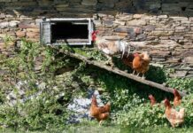 El Gobierno confina desde el lunes aves de corral en 18 zonas de C-LM para no propagar la gripe aviar