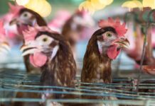 Ampliado el confinamiento de aves de cría a todas las granjas de España por la gripe aviar