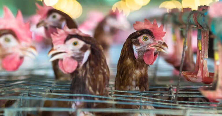 Ampliado el confinamiento de aves de cría a todas las granjas de España por la gripe aviar