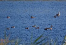 Aumento notable de aves en Las Tablas de Daimiel tras la recuperación del humedal