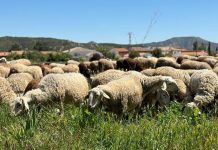 Ecologistas denuncian la ocupación de casi 3 millones de metros cuadrados de vías pecuarias en C-LM