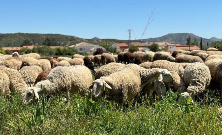 C-LM compra 700.000 dosis de vacuna para proteger al sector ganadero frente a la lengua azul