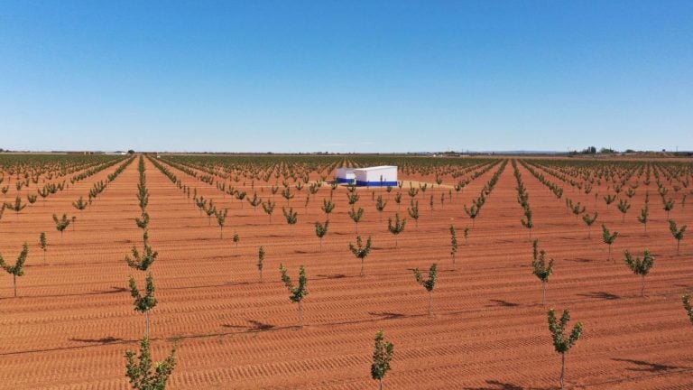 Faenza Capital cierra una inversión de 4,2 millones para su cuarta plantación de pistachos en C-LM
