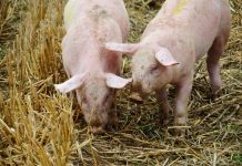 La Junta sigue sin ver riesgo para el cerdo en C-LM por la peste porcina