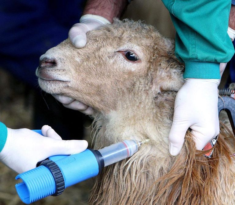 La vacuna contra la lengua azul seguirá siendo voluntaria en 2026