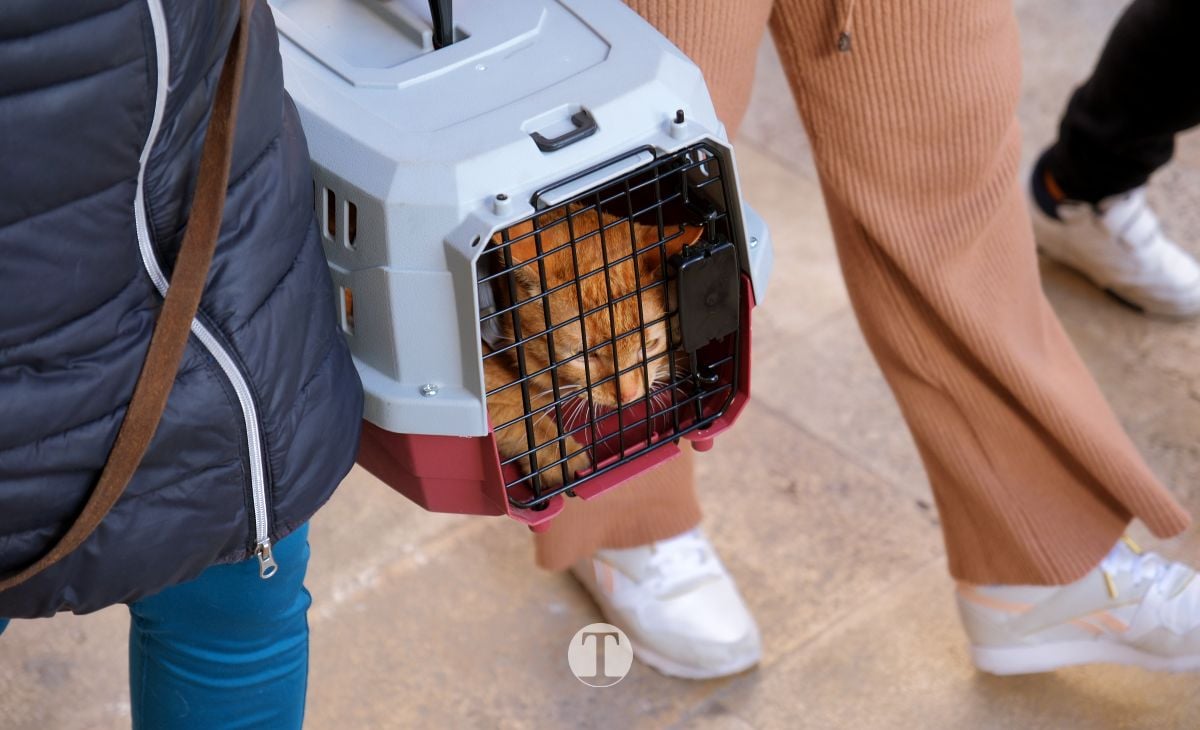 Tomelloso mantiene viva la tradición de San Antón con la bendición de animales y gran participación vecinal