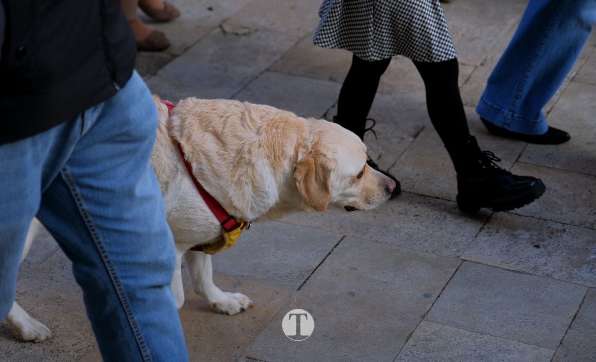 Tomelloso mantiene viva la tradición de San Antón con la bendición de animales y gran participación vecinal