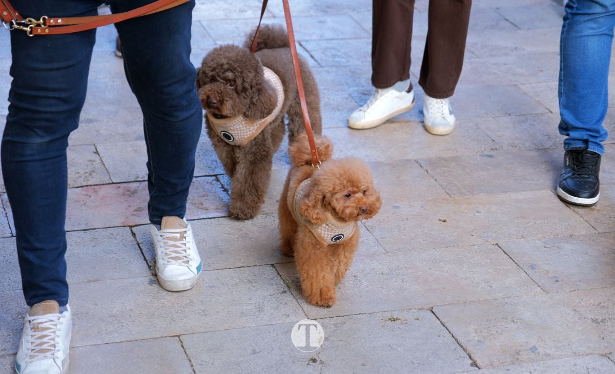Tomelloso mantiene viva la tradición de San Antón con la bendición de animales y gran participación vecinal