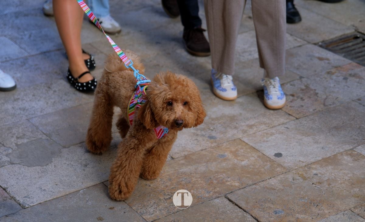 Tomelloso mantiene viva la tradición de San Antón con la bendición de animales y gran participación vecinal