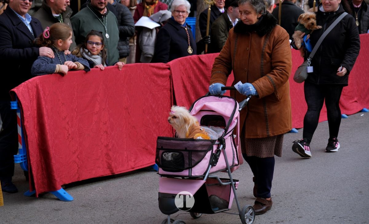 Tomelloso mantiene viva la tradición de San Antón con la bendición de animales y gran participación vecinal