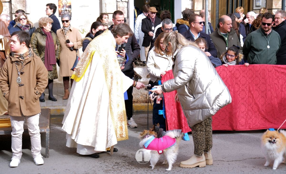 Tomelloso mantiene viva la tradición de San Antón con la bendición de animales y gran participación vecinal
