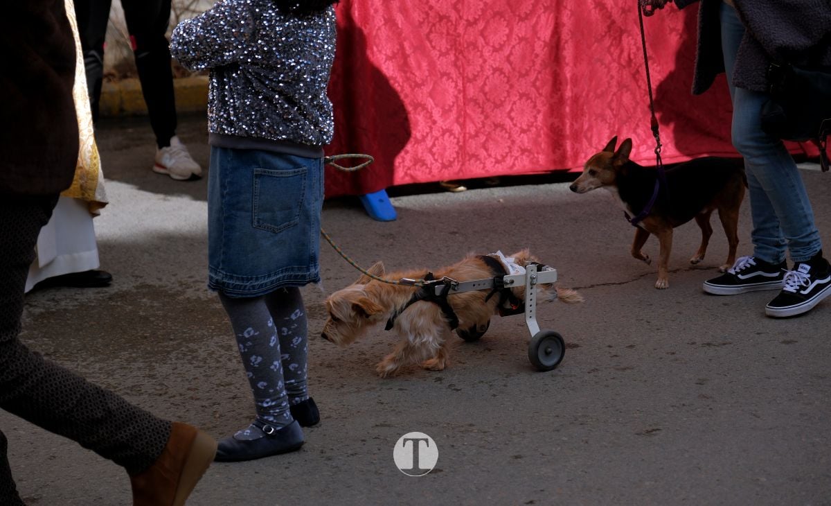 Tomelloso mantiene viva la tradición de San Antón con la bendición de animales y gran participación vecinal
