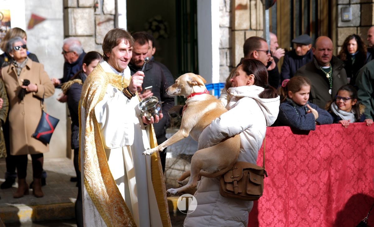 Tomelloso mantiene viva la tradición de San Antón con la bendición de animales y gran participación vecinal