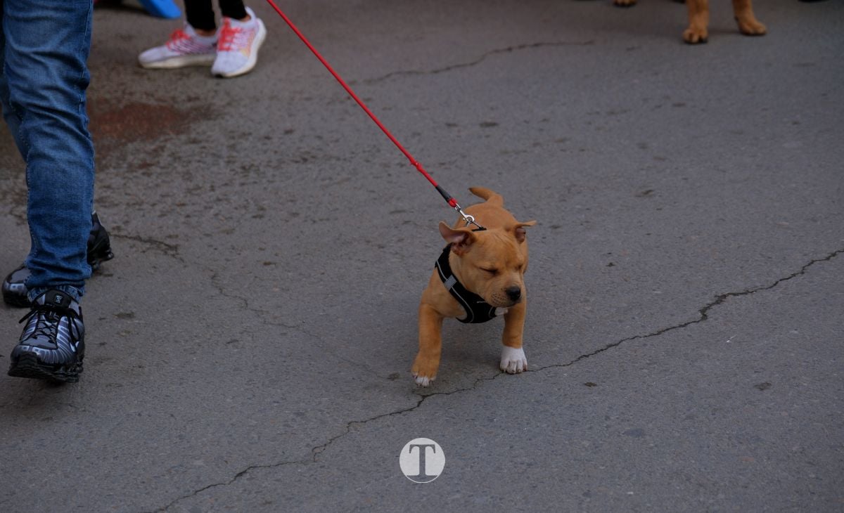 Tomelloso mantiene viva la tradición de San Antón con la bendición de animales y gran participación vecinal
