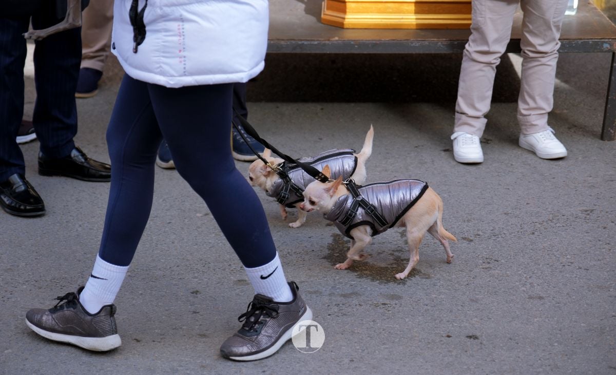 Tomelloso mantiene viva la tradición de San Antón con la bendición de animales y gran participación vecinal