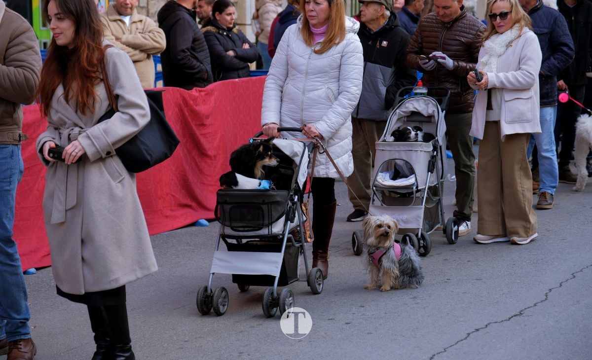 Tomelloso mantiene viva la tradición de San Antón con la bendición de animales y gran participación vecinal