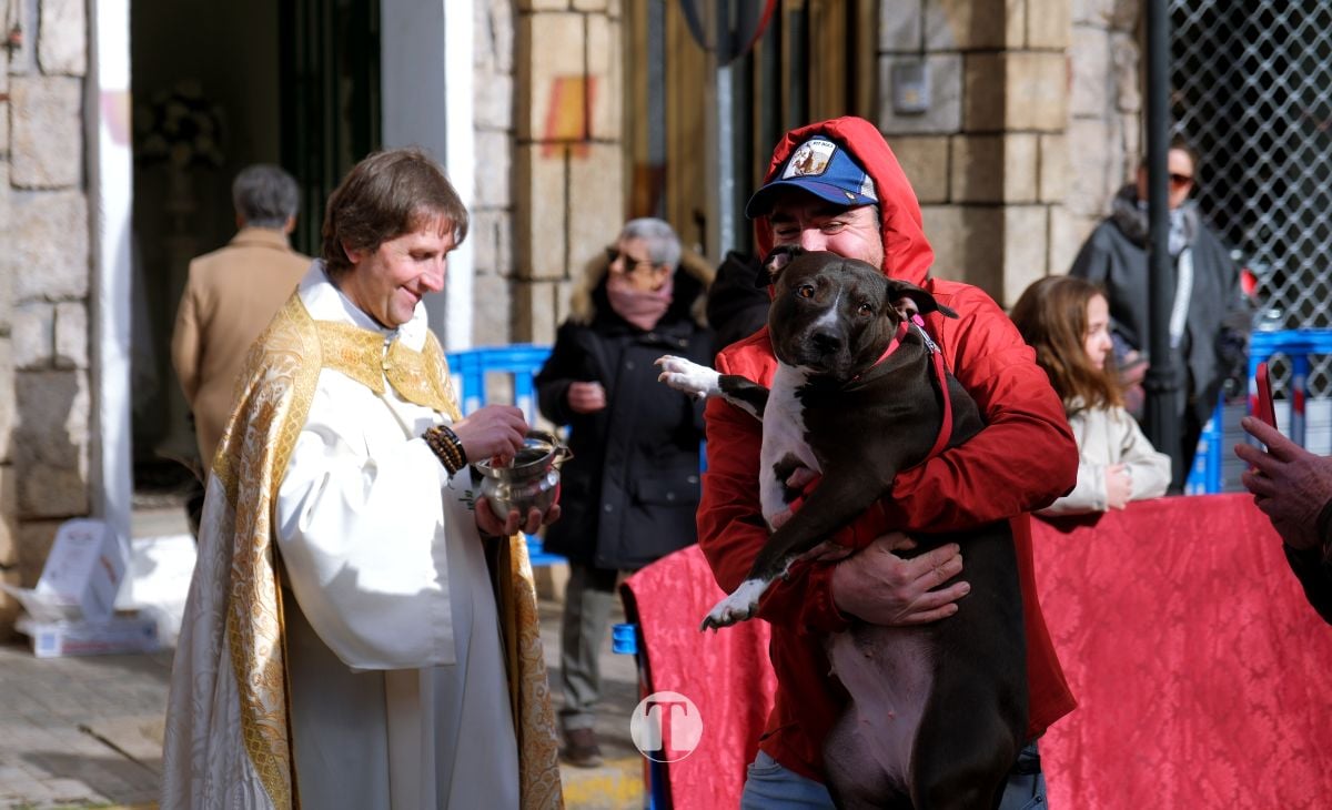 Tomelloso mantiene viva la tradición de San Antón con la bendición de animales y gran participación vecinal