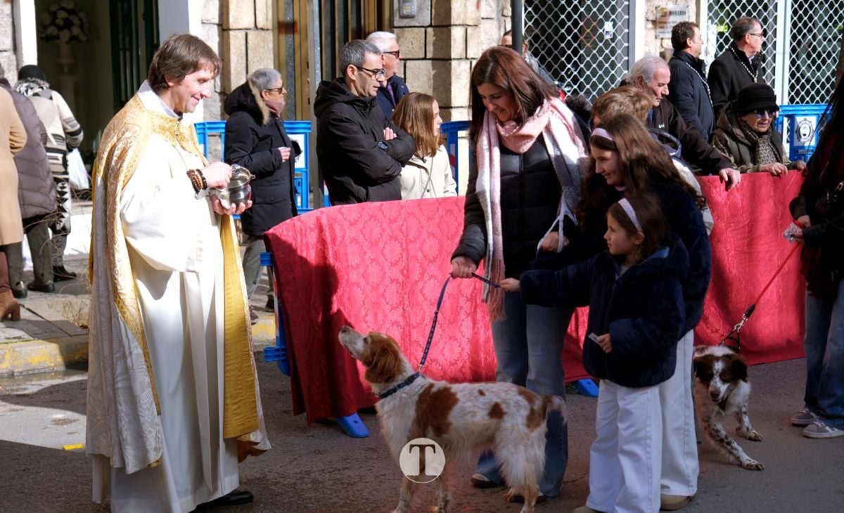 Tomelloso mantiene viva la tradición de San Antón con la bendición de animales y gran participación vecinal