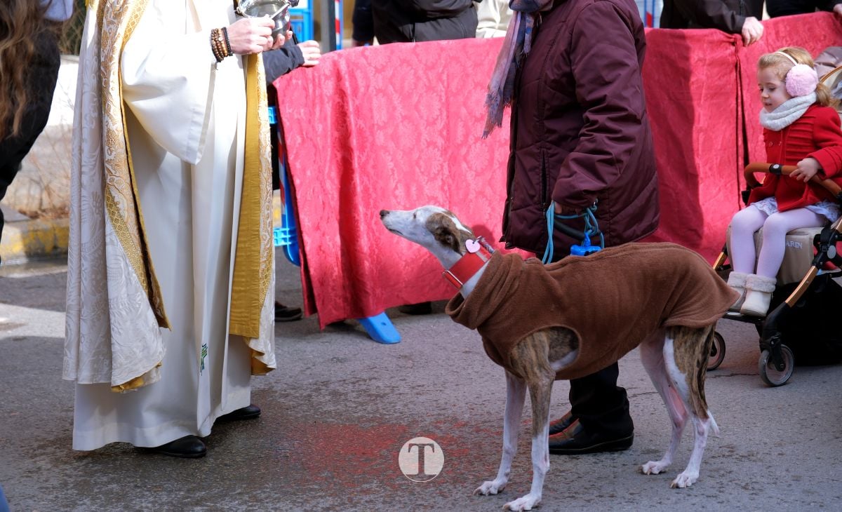 Tomelloso mantiene viva la tradición de San Antón con la bendición de animales y gran participación vecinal