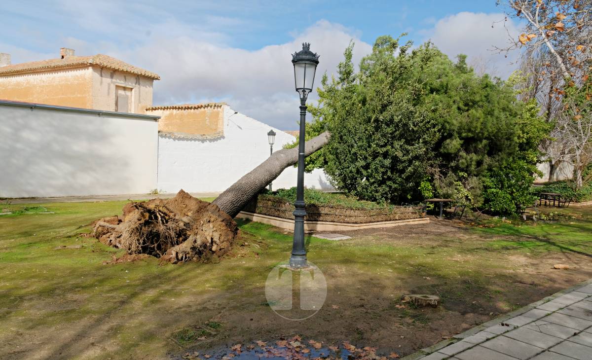 El temporal de viento provoca numerosas incidencias en Tomelloso