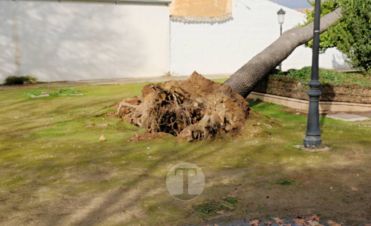 El temporal de viento provoca numerosas incidencias en Tomelloso