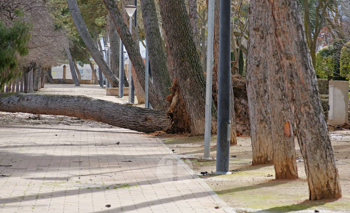 El temporal de viento provoca numerosas incidencias en Tomelloso