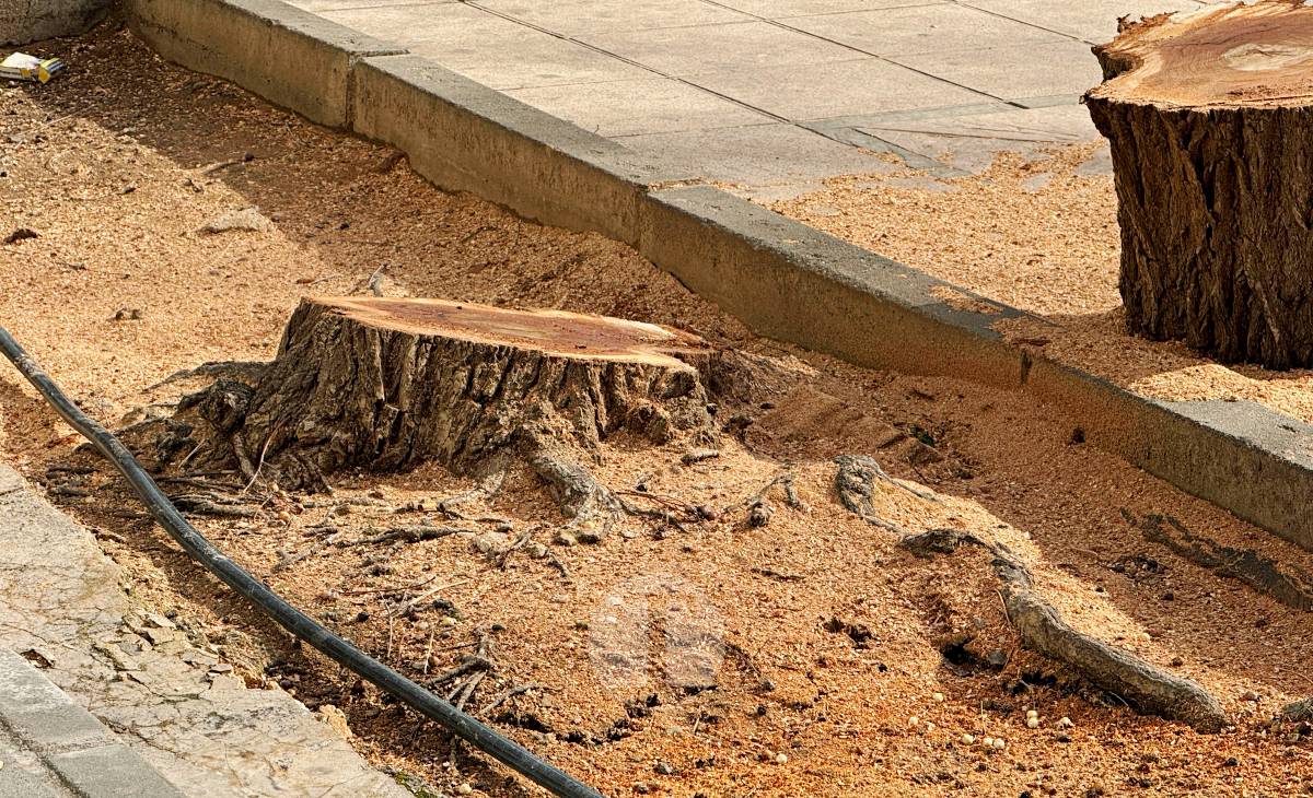 El temporal de viento provoca numerosas incidencias en Tomelloso