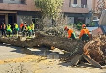 Tomelloso registra 41 avisos por el temporal de viento y se sitúa entre los municipios más afectados de la región