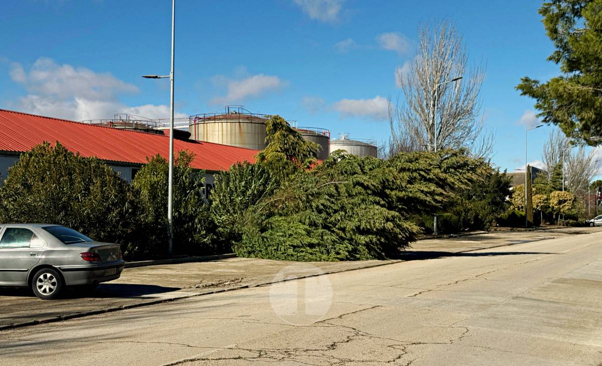 El temporal de viento provoca numerosas incidencias en Tomelloso
