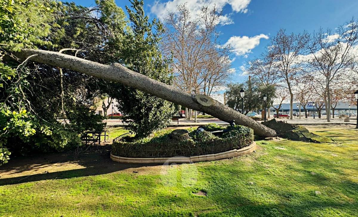 El temporal de viento provoca numerosas incidencias en Tomelloso