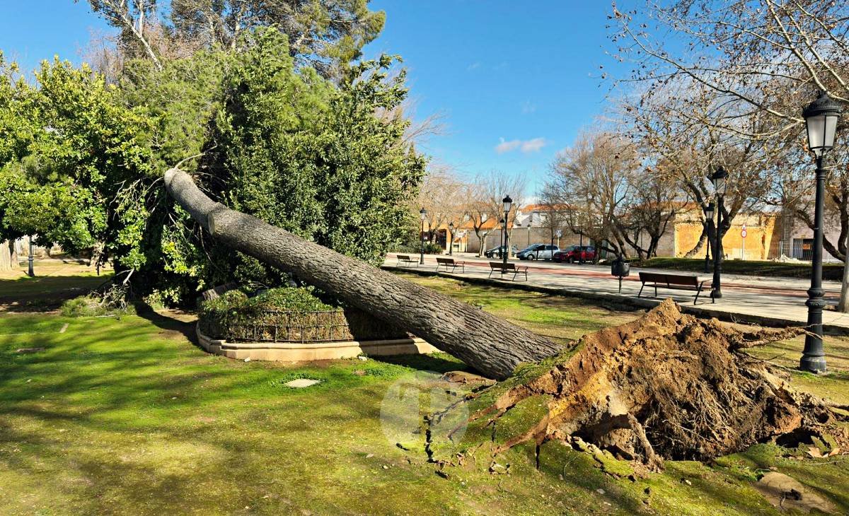 El temporal de viento provoca numerosas incidencias en Tomelloso