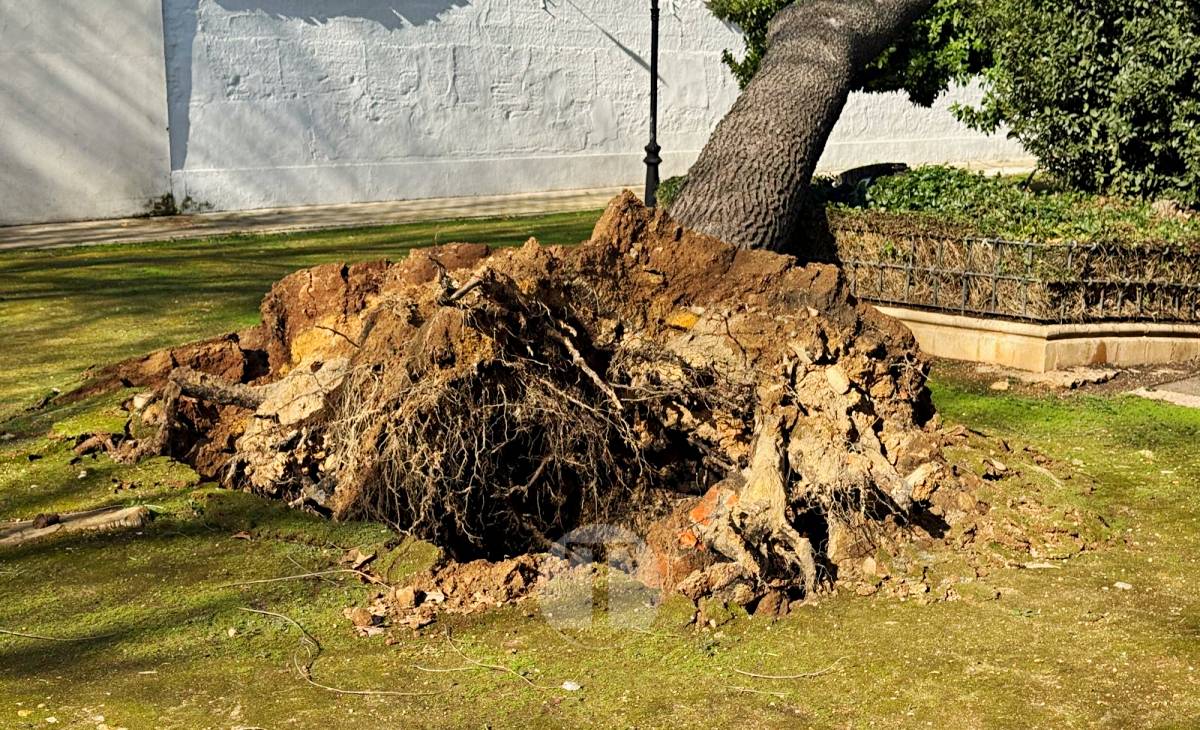 El temporal de viento provoca numerosas incidencias en Tomelloso