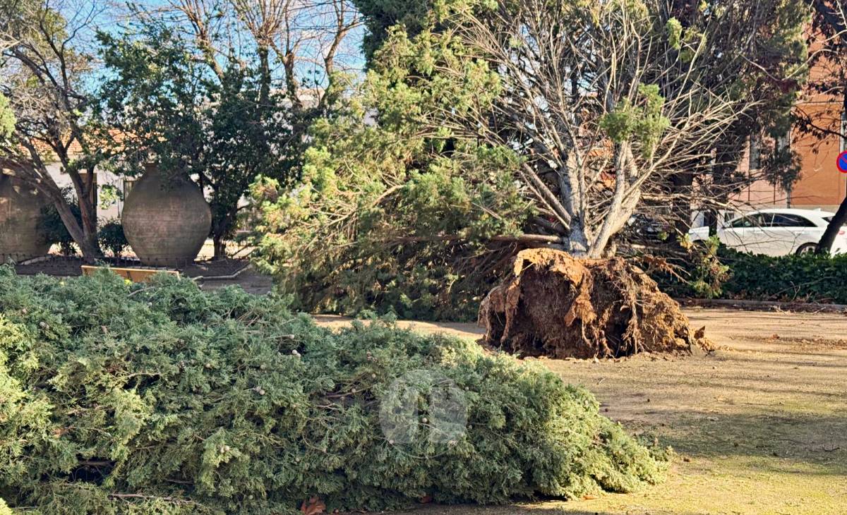 El temporal de viento provoca numerosas incidencias en Tomelloso