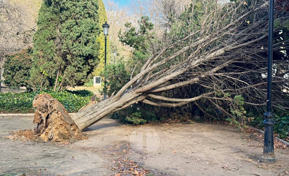 El temporal de viento provoca numerosas incidencias en Tomelloso