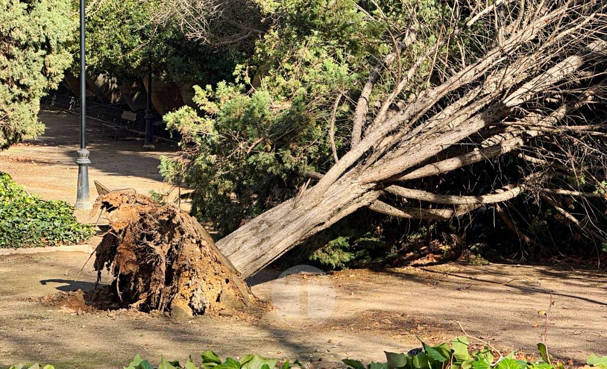 El temporal de viento provoca numerosas incidencias en Tomelloso