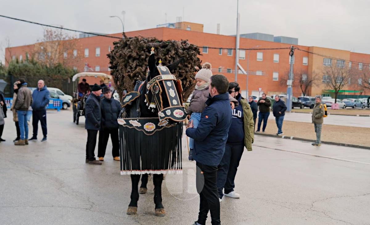 Tomelloso celebra la mañana de San Antón entre frío y lluvia