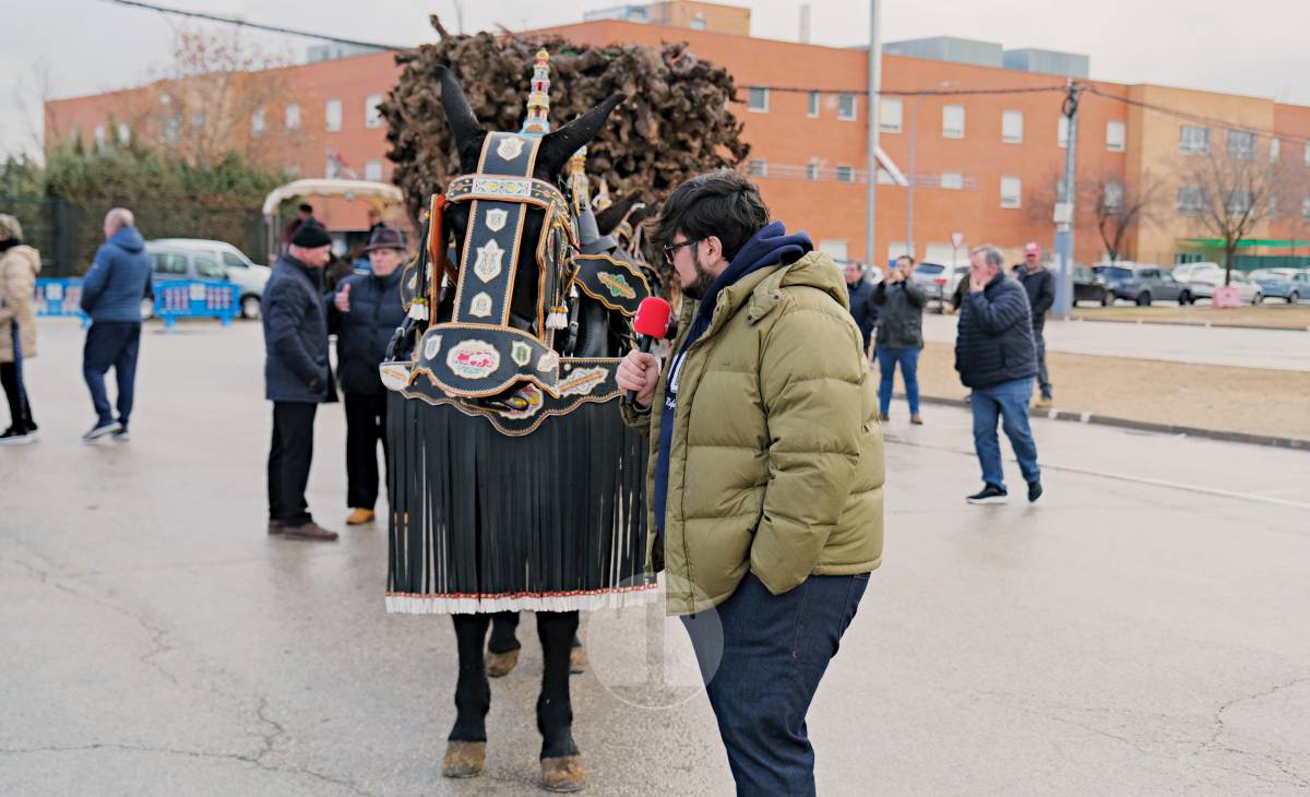Tomelloso celebra la mañana de San Antón entre frío y lluvia