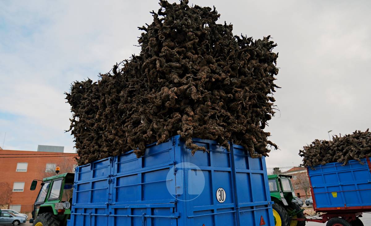 Tomelloso celebra la mañana de San Antón entre frío y lluvia